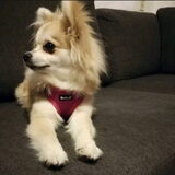 Foto van Desi