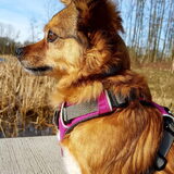 Foto van Desi