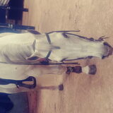Foto van Angelique, Kleine Maybe en Tess <3