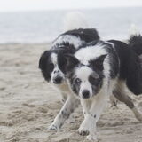 Foto van Angelique; Bruno, Charlie & Fenna