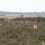 Laska en Mila turend door de natuur.