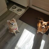 Foto van Desi