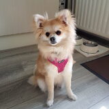 Foto van Desi