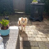 Foto van Desi