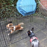 Lotus en Balou lekker achter het huis.