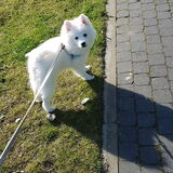 Bailey alweer 14 weken!