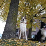 Foto van Aedon & Senán