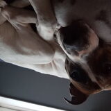 Foto van Lola
