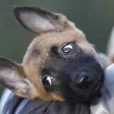 Foto van Chen