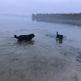 Foto van Inge, Rottweiler Nika & m'n Canadeesje(s)