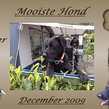 in decamber was ik opeens de mooiste hond hahaha
