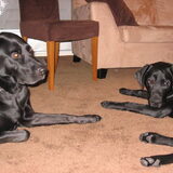 Walker en Gambit bij puppypleeggezin