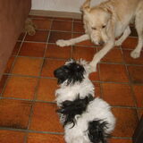 gizmo die kennis maakt met tara