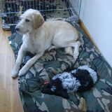 tara en kleine britt (pup van me ouders)