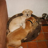 tara en boy hond van een vriendin