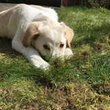 Foto van AloeVera (Isabelle, baasje van Bodhi)