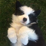 Wilson, onze kleine dappere rakker!