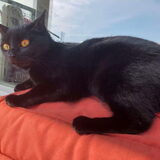 Foto van Sigrid, Sandy, Diva & Nala