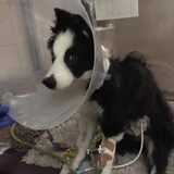 herstel na tetanus besmetting
