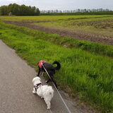 Foto van Lucia, Lizzy & Ziva