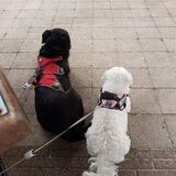 Foto van Lucia, Lizzy & Ziva