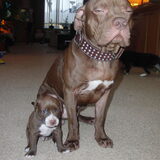 tyson met papa