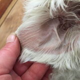 Ik ben er net achtergekomen dat mijn hondje van 14 jaar wittandvlees…