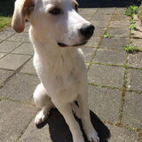 Foto van AloeVera (Isabelle, baasje van Bodhi)