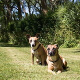 Daisy en Faya. Daisy was de eerste en mijn grootste clown. Ze word…