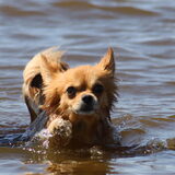 Foto van Lisa; Bobbie, Bentley & Lilly