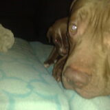 Chiba met vader