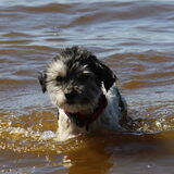 Foto van Lisa; Bobbie, Bentley & Lilly