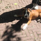 Damian toen hij pup was