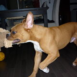 Foto van Daisy