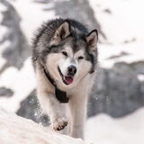 Foto van Alaska's Finest!