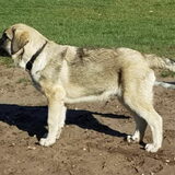 Foto van henk