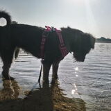 Foto van Ciska en Spanjaardje Moh (Bambi r.i.p.)