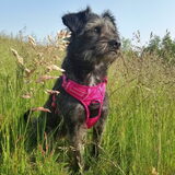 Foto van Ciska en Spanjaardje Moh (Bambi r.i.p.)