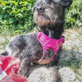 Foto van Ciska en Spanjaardje Moh (Bambi r.i.p.)