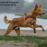 Branco, kruising Podenco-Siberische husky