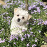 Onze lieve mooie Dex ????