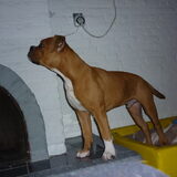 Foto van Daisy