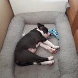 Bailey