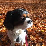 Herfstwoef.