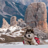 Foto van Alaska's Finest!