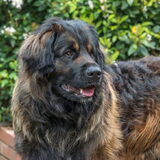 Foto van Labradoodle Fiddle en baasje Nona