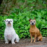Foto van Suus & baasje