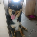 Froyo's happy face als hij heeft mogen lopen