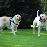 Foto van Marie-Rose & Tibootje (RIP) + Freya'tje