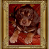 Foto van Juut & Brownie
